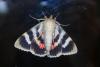 Catocala elocata